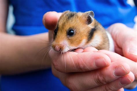 Pet Hamster Breed Information